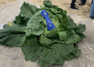 Alaska’s famously massive cabbages should be the official state vegetable, state House says