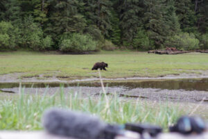 Brown bear attacks biker on Dome Trail in Anchorage