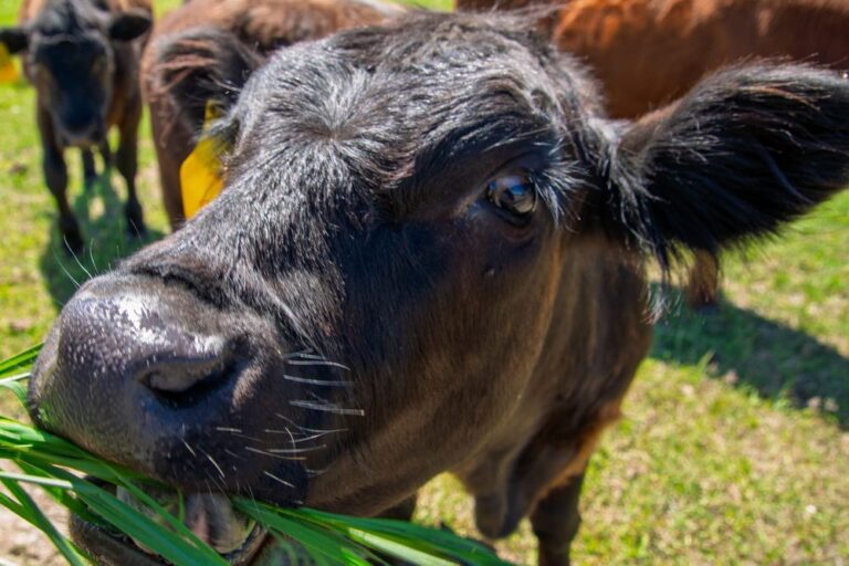 Linda grazes at the Matanuska Experiment Farm in Palmer on June 25, 2026.