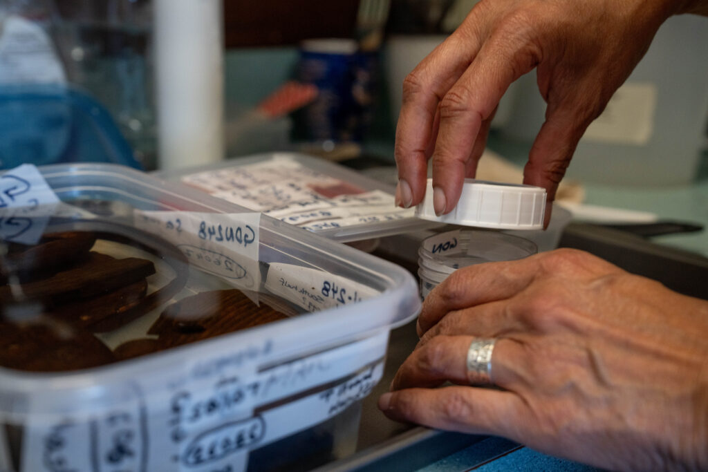Monica Shah places wooden artifacts in a polyethylene glycol solution. June 9, 2026.