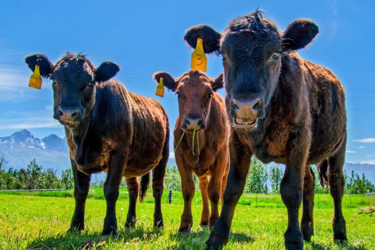 Angus cows Tina (No. 2), Louise (No. 1) and Linda (No. 3) investigate a camera at the Matanuska Experiment Farm in Palmer on June 25, 2026.