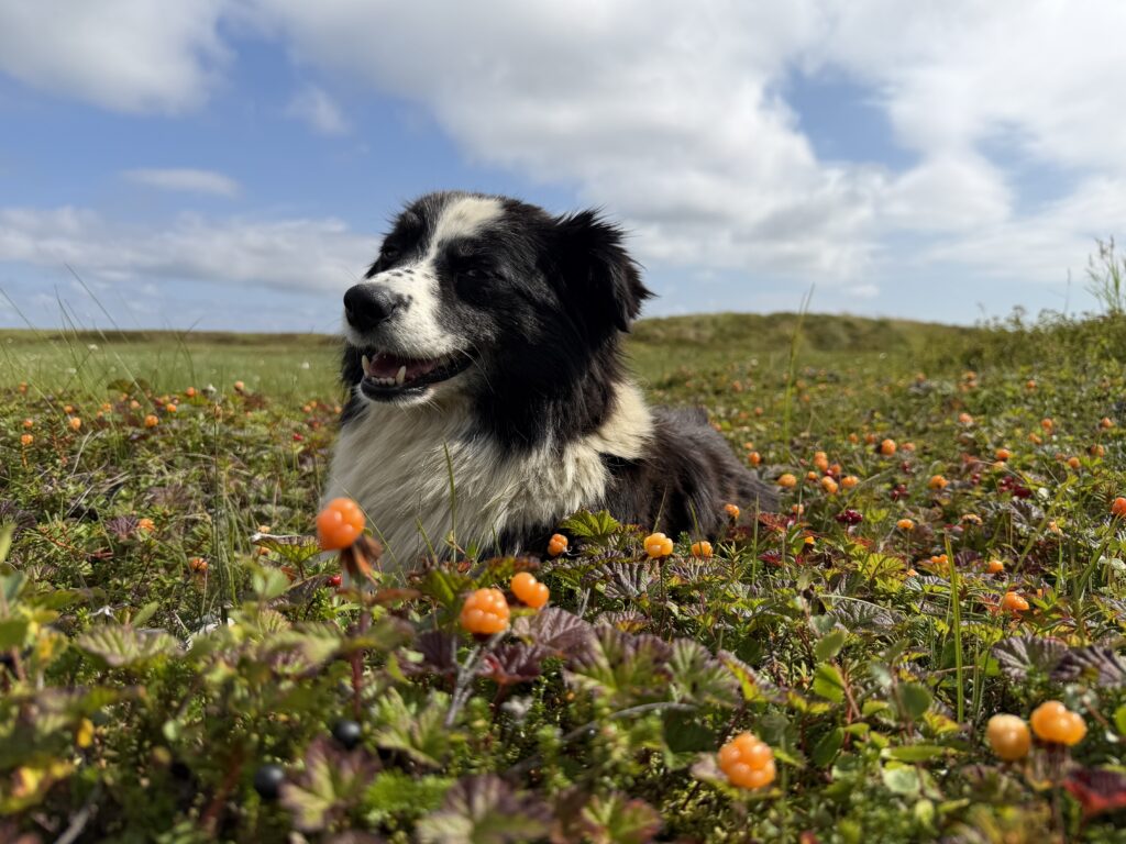 The Paul family's dog, Koda, sits among the salmonberries as the family fills their buckets near Kipnuk on Aug. 12, 2026.