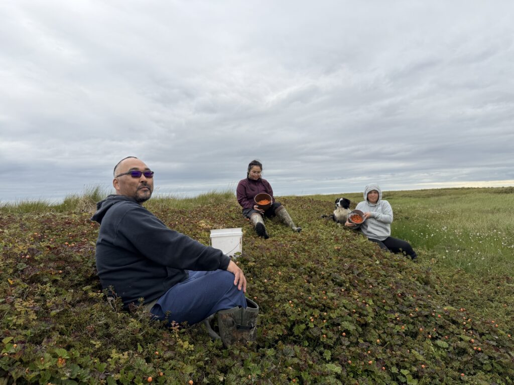 Burt Paul, Caley Paul, and Preston Evan pick salmonberries on a grassy slough off of the Kugkaktlik River near Kipnuk on Aug. 12, 2026.
